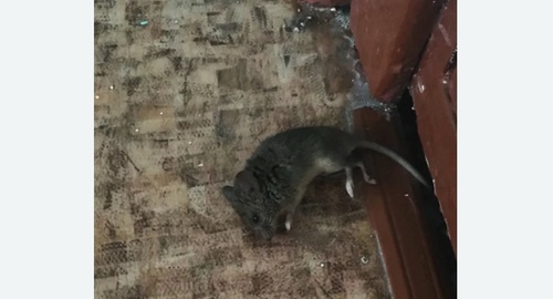 Дезинфекция от мышей в Лотошино
